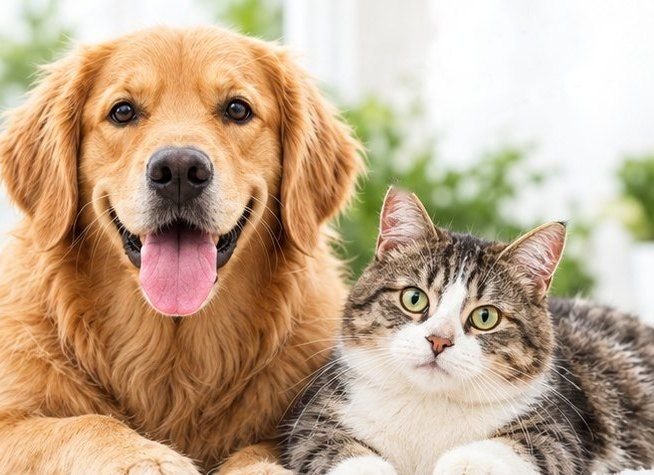 A happy golden retriever and a tabby cat lying together
